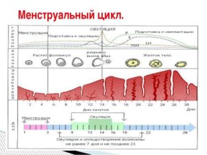 Менструальный цикл 22 дня. Что делать?