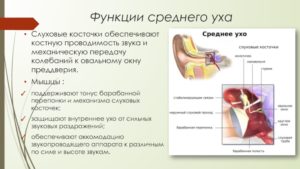 Нарушение функции мышц среднего уха