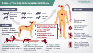 Можно ли заболеть бешенством если порацарапала белка в парке?