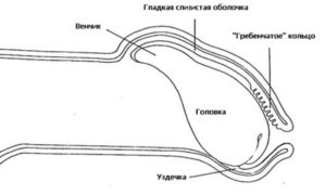 Насколько сильно должна открываться головка члена?