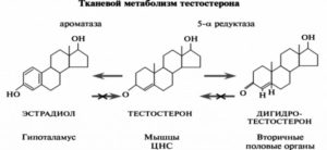 Дигидротестостерон повышен в 11 раз