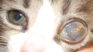 У кота шишка на глазу с прозрачной жидкостью