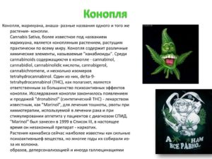 Конопля николай врач продажа семян марихуаны в молдове