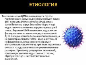 Вирус герпеса и цитомегаловирус