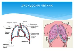 Левый синус легкого