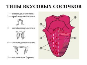 Налёт языка, вкусовые сосочки. Сдал мазок