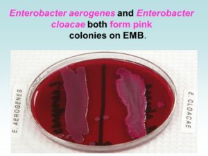 Обнаружили в зеве enterobacter aerogenes