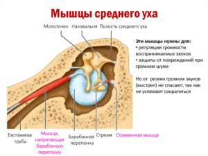 Нарушение функции мышц среднего уха