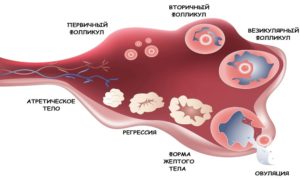 Влияние алкоголя до овуляции на фолликул