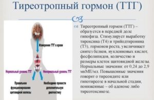 Щитовидная железа ттг 9,73