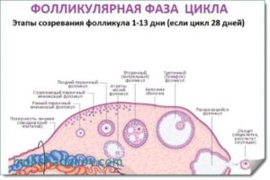 Влияние алкоголя до овуляции на фолликул