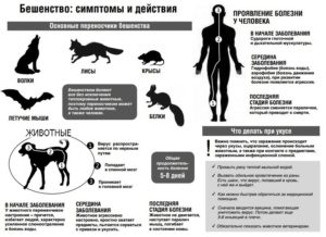 Заражение бешенством от человека при поцелуе