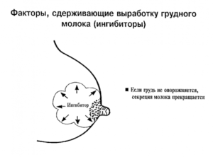 Как сделать чтоб ушло молоко