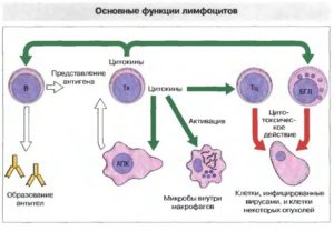 Лимфоциты в крови 47%