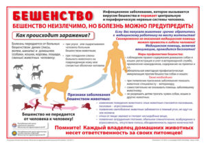 Можно ли заболеть бешенством если порацарапала белка в парке?