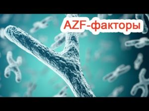 Azf фактор