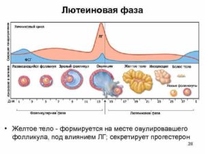 Влияние алкоголя до овуляции на фолликул