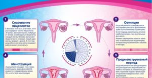 33 день цикла, нет менструации
