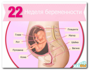 22 неделя беременности мало шевелений