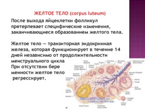 Регрессирующее желтое тело