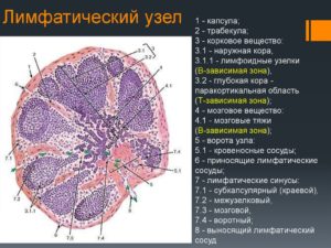 Лимфоузлы за ухом схема увеличен