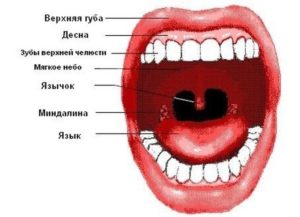 Нёбный язычок красный