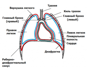 Левый синус легкого