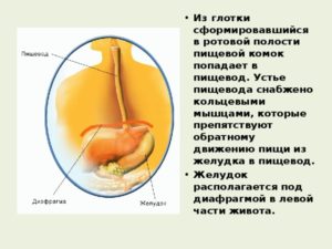 Еда из пищевода возвращается в рот.