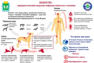 Можно ли заболеть бешенством если порацарапала белка в парке?