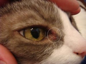 У кота шишка на глазу с прозрачной жидкостью