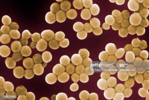 Staphylococcus epidermidis скудный рост (10^2 - 10^3)