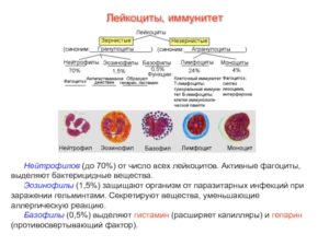 Отсутствие в крови базофилов и эозинофилов