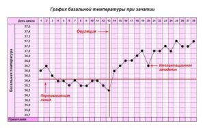 Овуляция при низкой базальной температуре