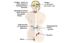 Повышен пролактин и кортизол