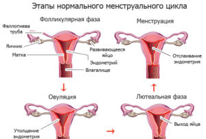 Месячные идут 1 раз в 2 месяца