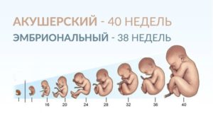 Срок беременности - акушерский и эмбриональный