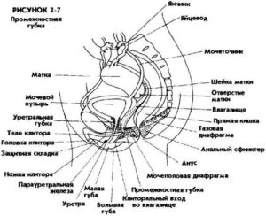 Постоянное возбуждение в области клитора