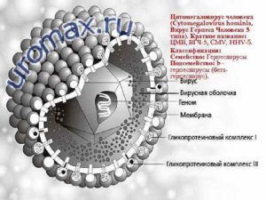 Вирус герпеса и цитомегаловирус