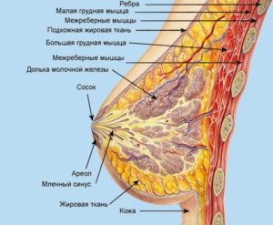 Жировая Долька молочной железы