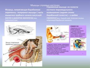 Нарушение функции мышц среднего уха