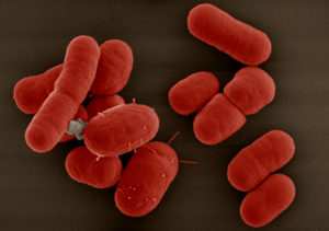 Обнаружили acinetobacter baumannii