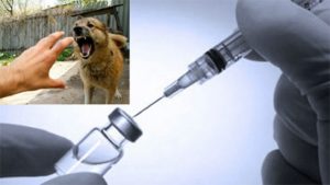 Укусила собака. Врачи посоветовали не делать вакцину против бешенства