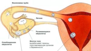 Перестала болеть грудь - отсутствие овуляции?