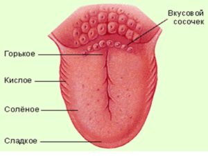 Налёт языка, вкусовые сосочки. Сдал мазок
