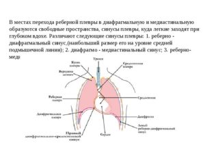 Левый синус легкого