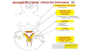 Перестала болеть грудь - отсутствие овуляции?