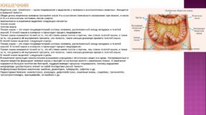 Что это может быть? Утолщение стенки ободочной кишки?
