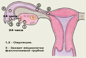 Болезненная овуляция