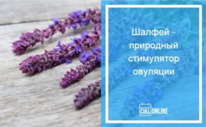 Стимуляция овуляции шалфеем