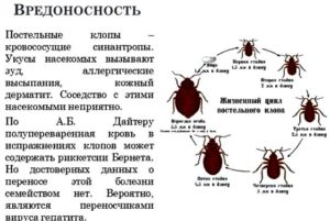 Через какой срок могут проявляться укусы клопов на теле?